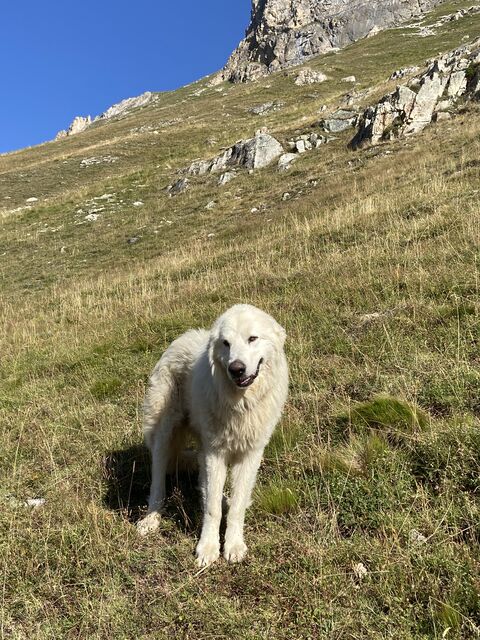 Post LinkedIn : Conseil à l'achat, chien de chasse ou chien de garde